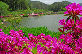 隠岐の花